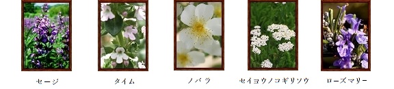 セージ、タイム、ノバラ、セイヨウノコギリソウ、ローズマリー